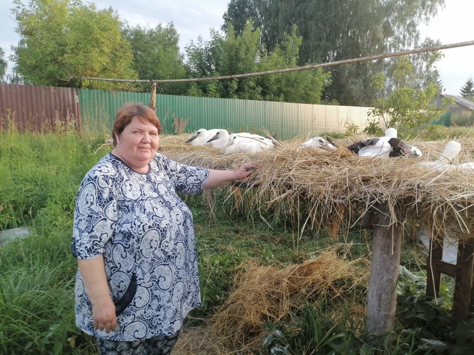 В трубчевских Городцах спасли аиста