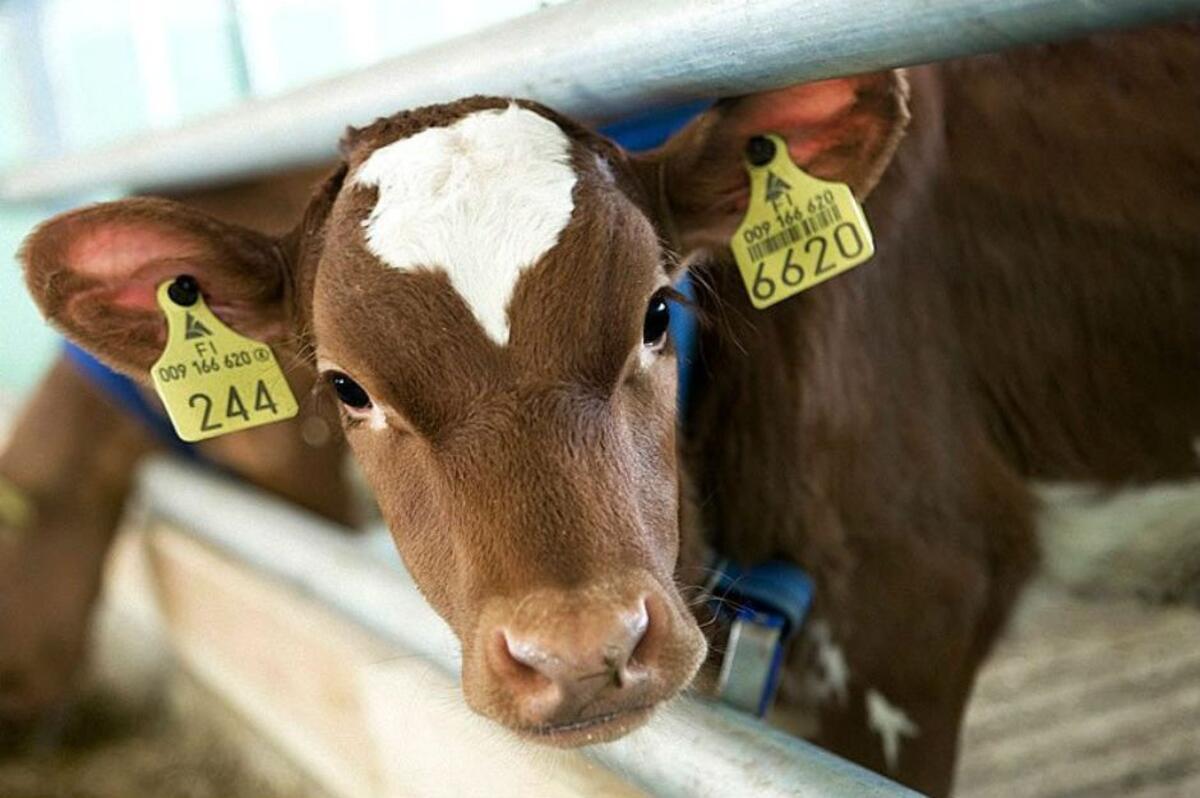 Трубчанам рассказали о процедуре маркирования и учета сельскохозяйственных животных