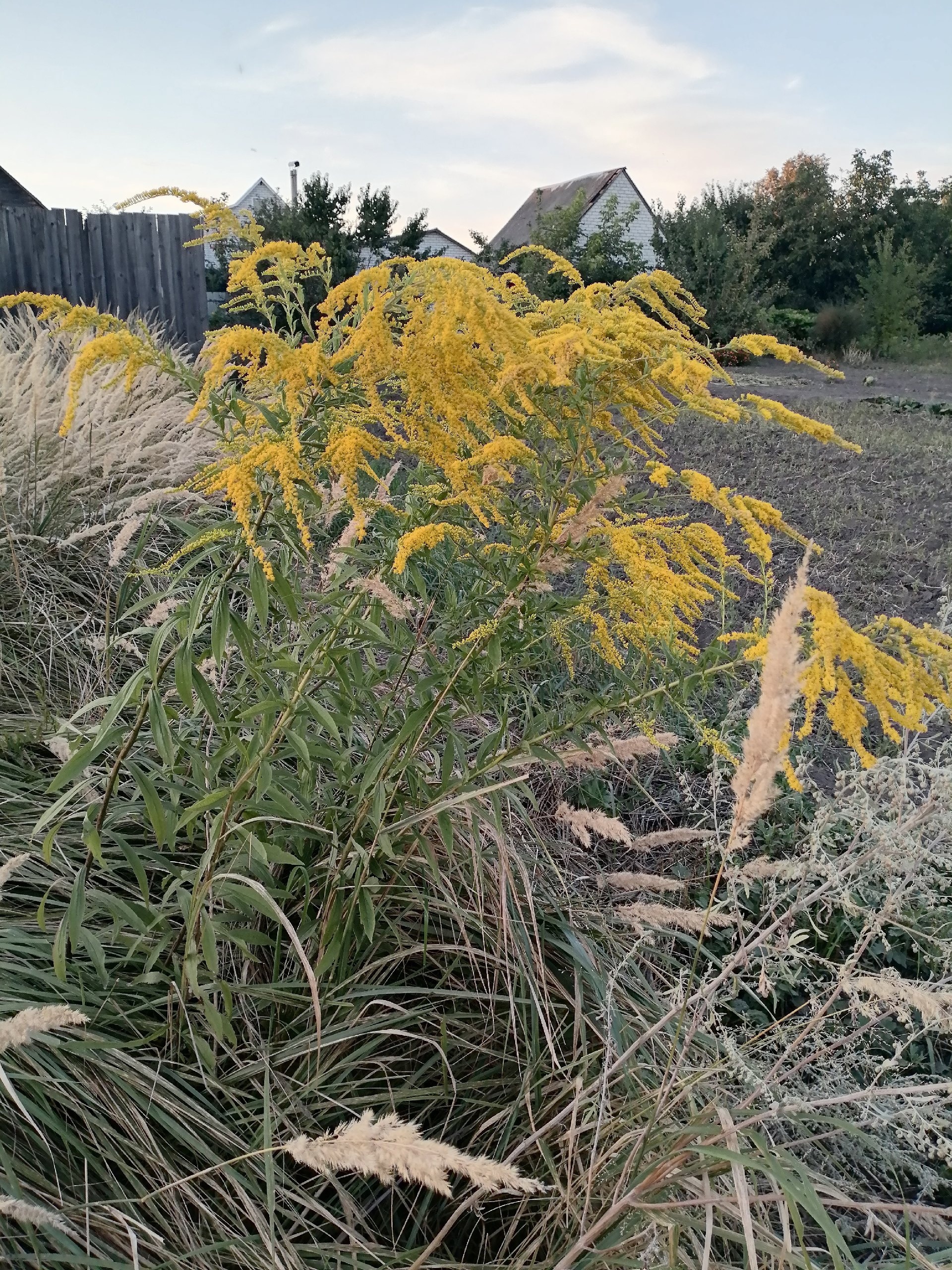 Россельхозцентр информирует жителей Трубчевского района о вреде золотарника канадского