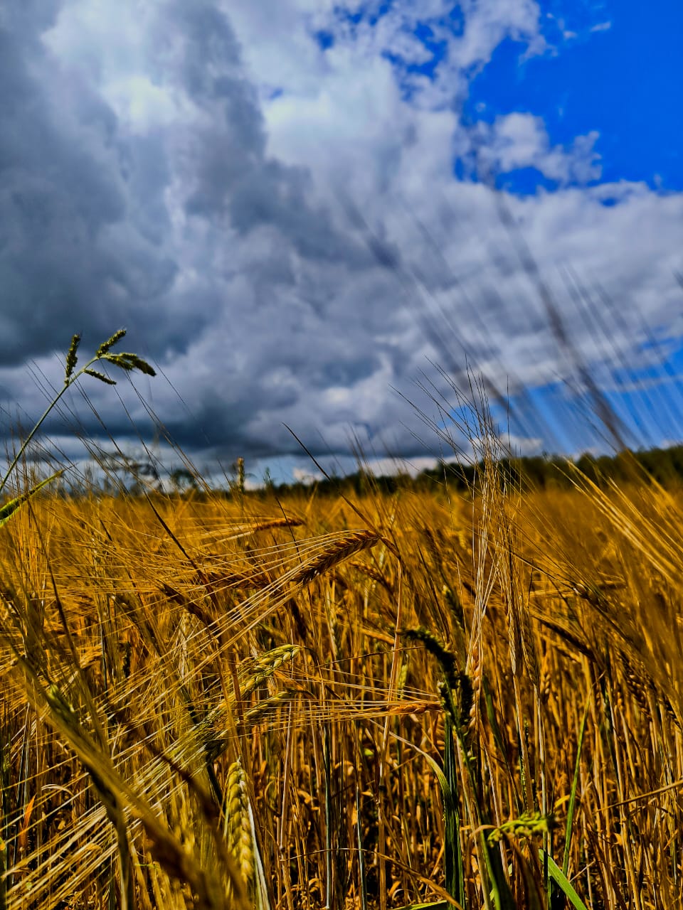 В Трубчевском районе идет уборка урожая