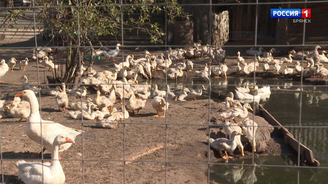 Брянцы в числе победитей конкурсного отбора на предоставление грантов «Агростартап»