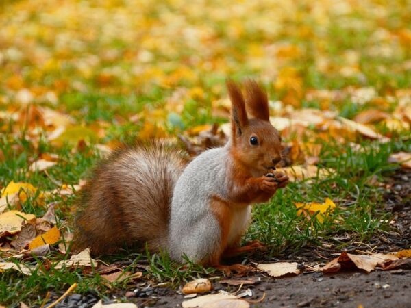 БЕЛКА – уникальный зверек!