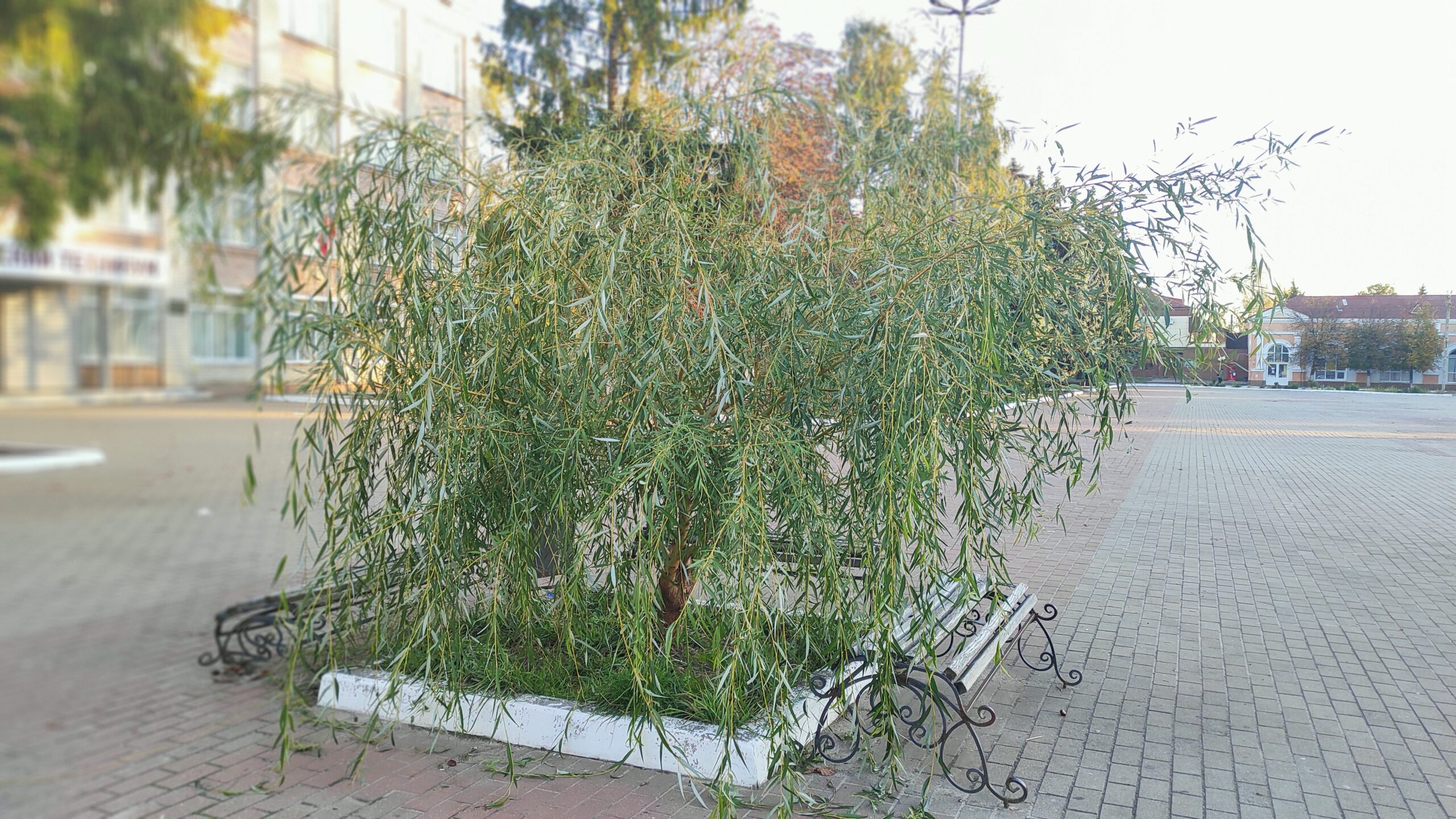 О подрастающей трубчевской «достопримечательности» говорят трубчане