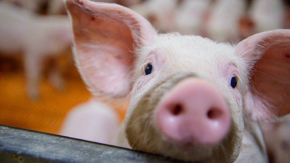 Брянщина — в лидерах по производству мяса