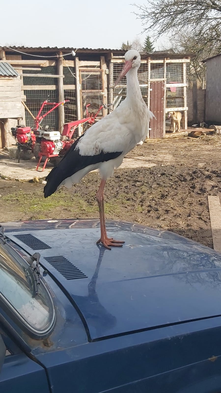 Спасенный трубчанами в прошлом году аист Степка зимует в Африке