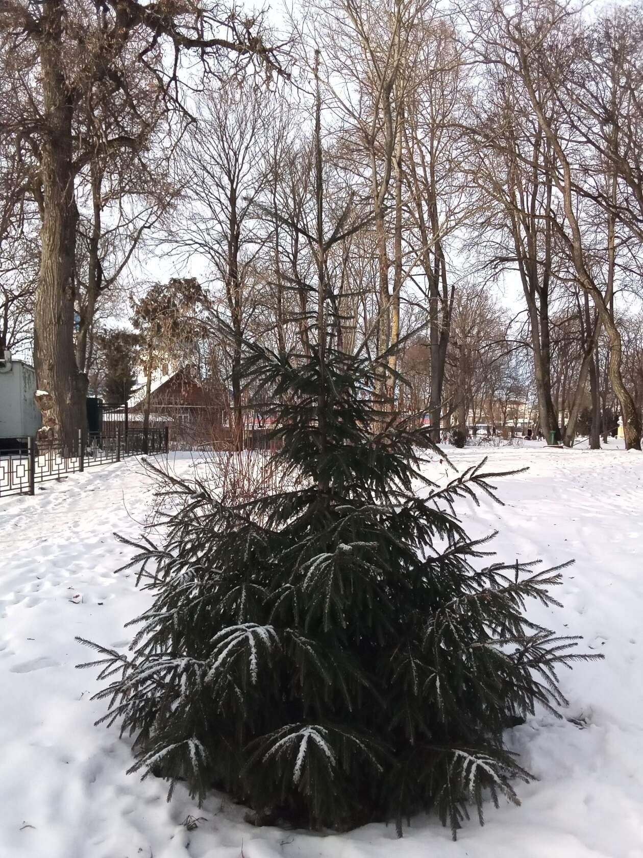 Трубчане могут выписать новогоднюю ель или сосну в Трубчевском лесничестве (0+)