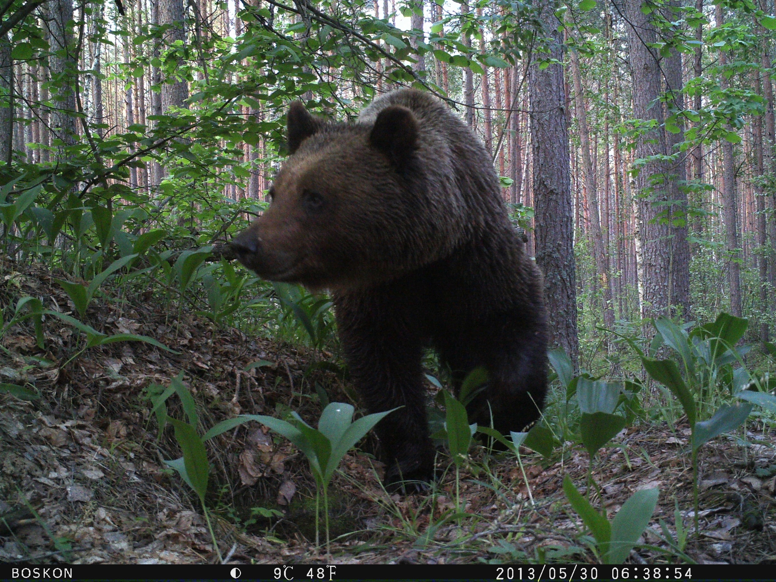 Трубчанам рассказали о буром медведе, обитающем в заповеднике «Брянский лес»