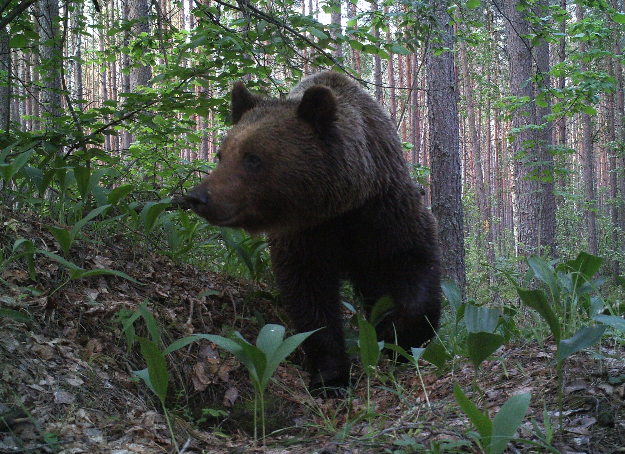 «Всем – хороших, добрых МЕДВЕДЕЙ!»