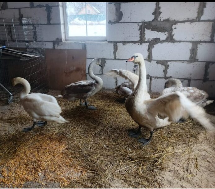 Трубчанам рассказали историю о спасенном лебеде