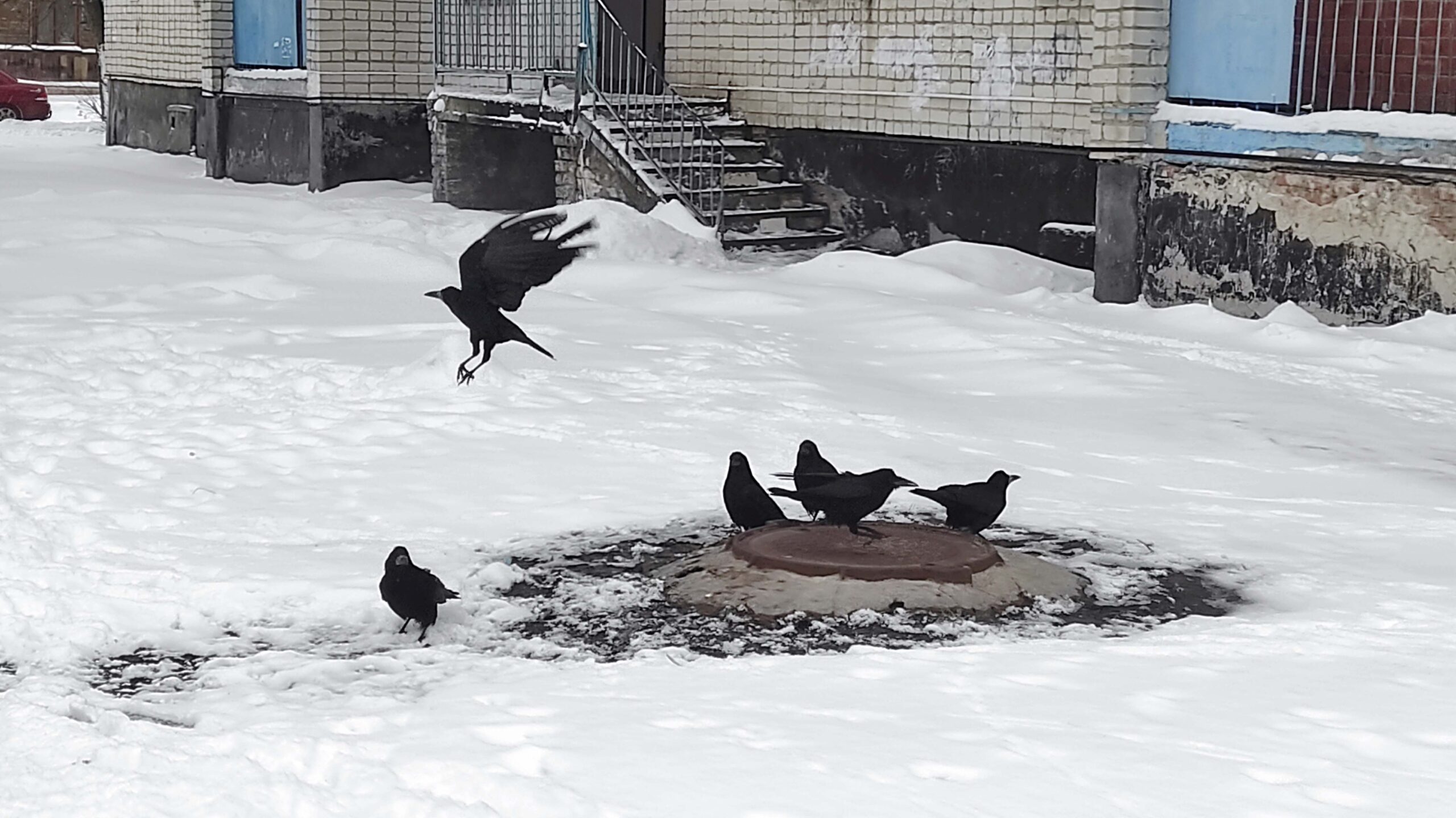 Грач – птица года