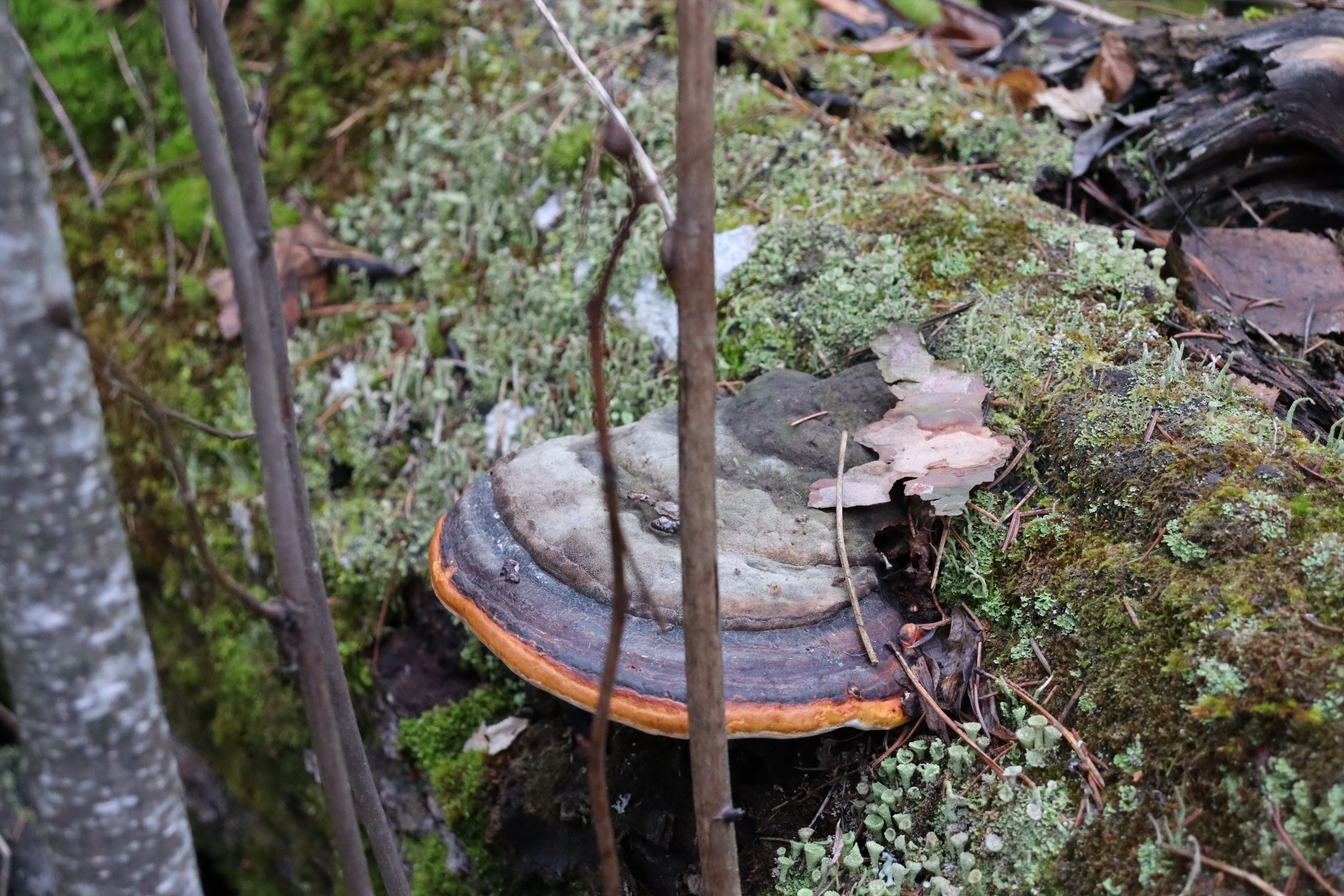 Специалисты заповедника «Брянский лес» прокомментировали погодные аномалии зимы-2025