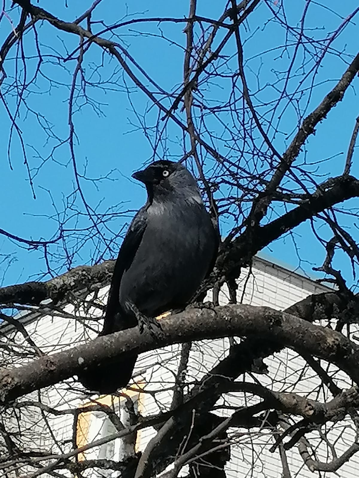 Трубчанам рассказали о пернатых в  Международный день птиц