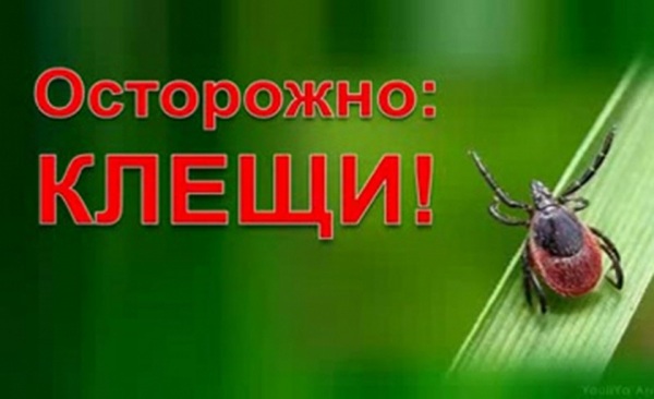 Специалисты Роспотребнадзора  предупреждает жителей Трубчевского района о начале сезона клещей и напоминают о способах защиты от этих кровососущих насекомых