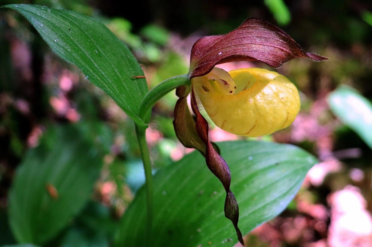 Зацвел венерин башмачок