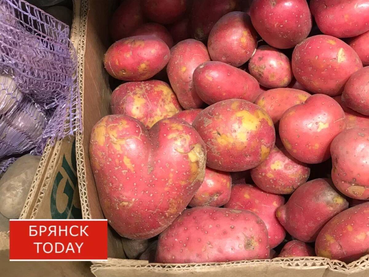 В Климовском районе Брянщины  убирают ранний картофель