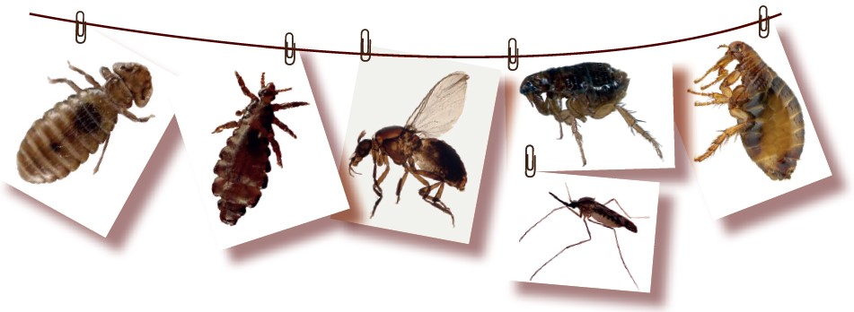 О насекомых – переносчиках болезней – трубчанам рассказали специалисты Роспотребнадзора