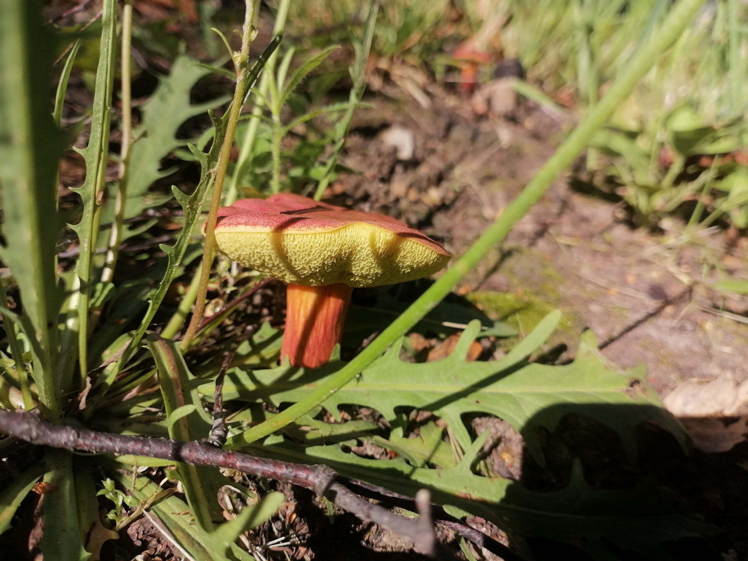 Трубчанам  — о грибах