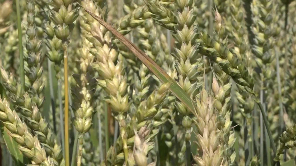 Фермеры Брянщины получили гранты «Агростартап» на 45,2 млн рублей