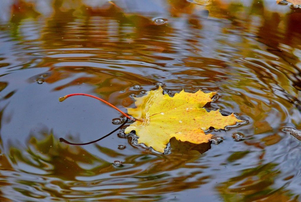 ГИМС информирует трубчан о правилах поведения на воде в осенние дни