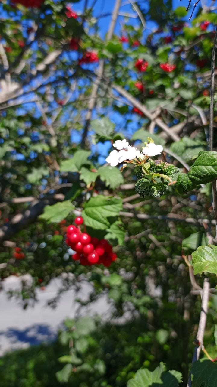 В Трубчевске отмечены аномалии в мире растений
