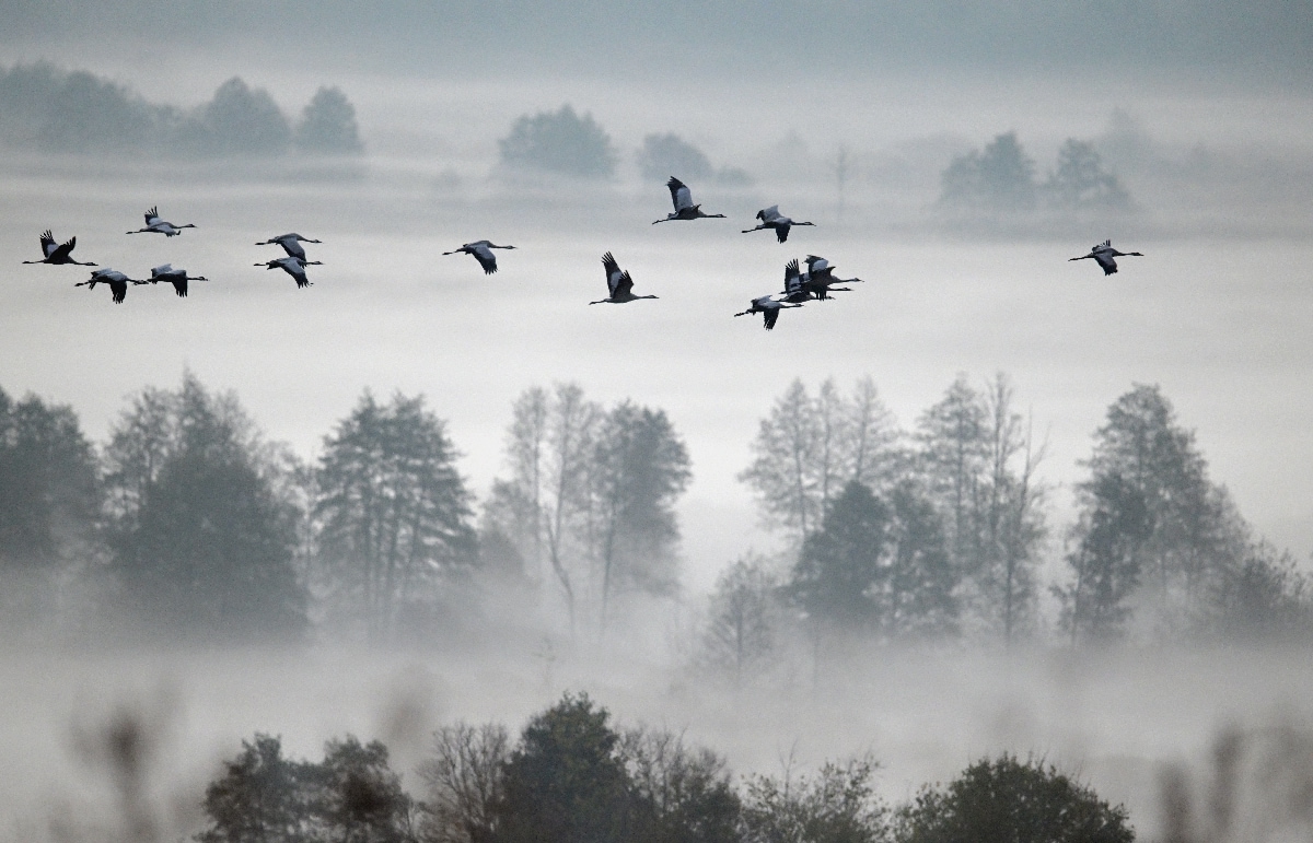 Фотографиями осенних туманов поделился инспектор охраны заповедника «Брянский лес», фотограф Игорь Шпиленок