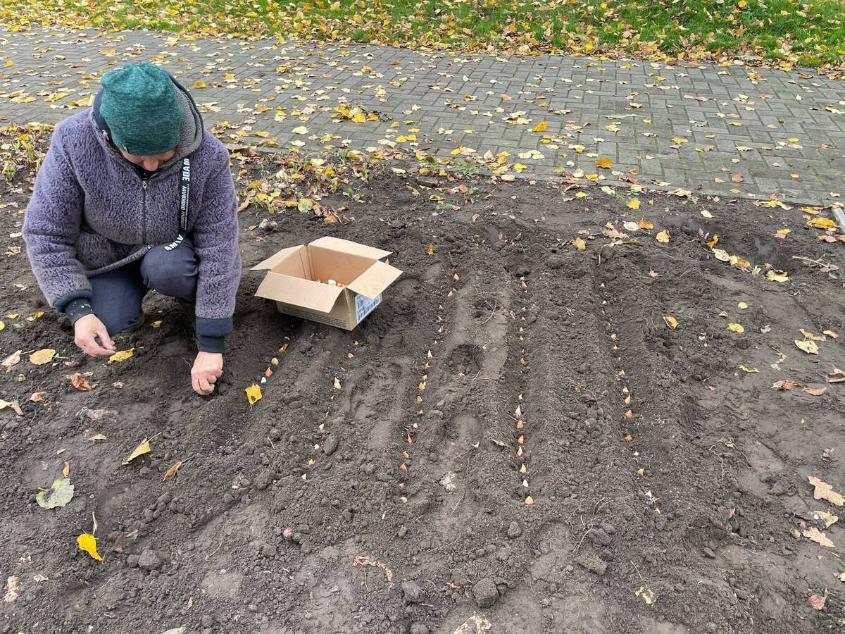 Более 1500 тюльпанов и нарциссов посадят под зиму в Стародубе