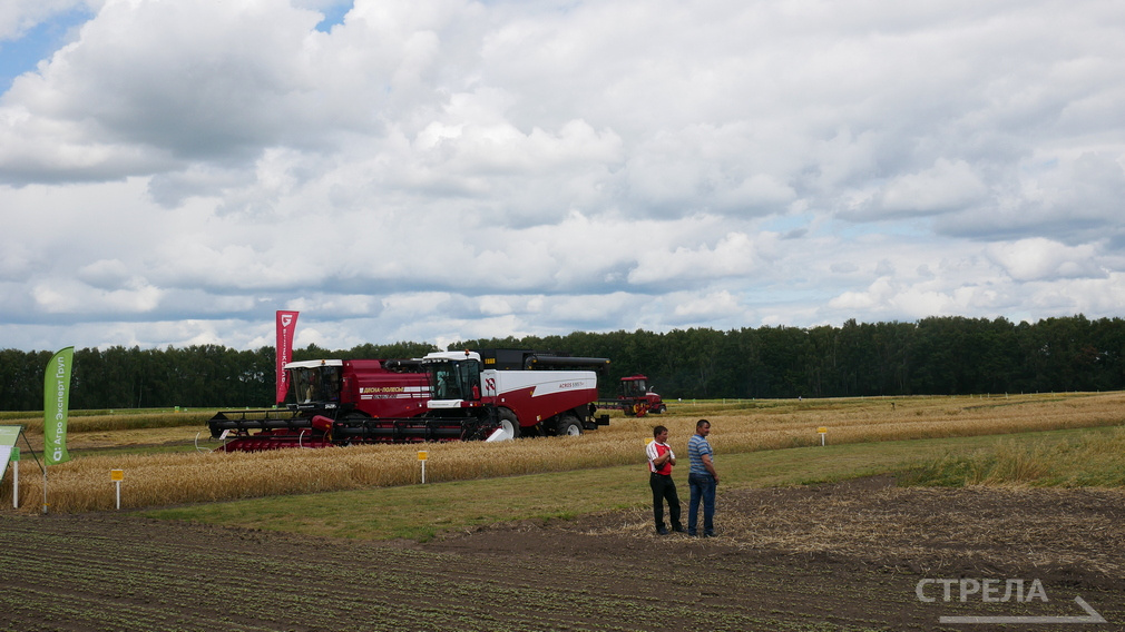 По посевной площади озимого рапса Брянщина – на 2-м месте в России