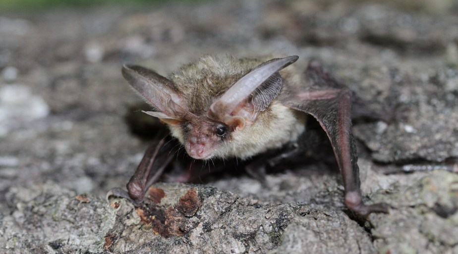 Летучие мыши — это тайна