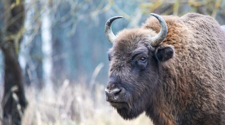 А знаете ли вы, сколько зубров обитает в России и в заповеднике «Брянский лес»?