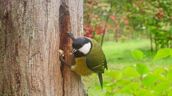 Трубчанам рассказали о Синичкином дне и «виновниках торжества» — синицах