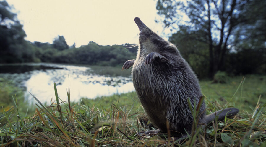 Жителям трубчевской земли расскажут об итогах учета русской выхухоли