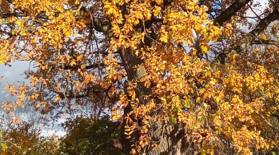 Известно ли нашим читателям, что на трубчевской земле растет необычное дерево?