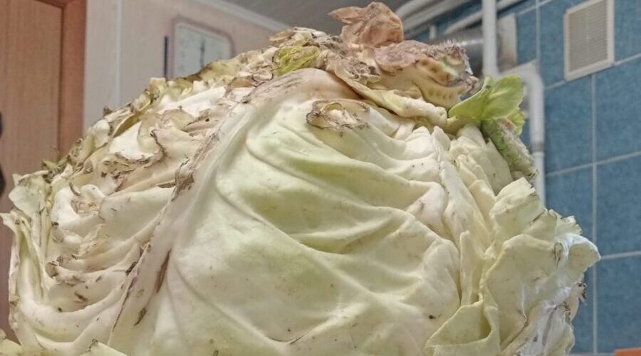 Городчанка рассказала о чудо-кочане из своего огорода