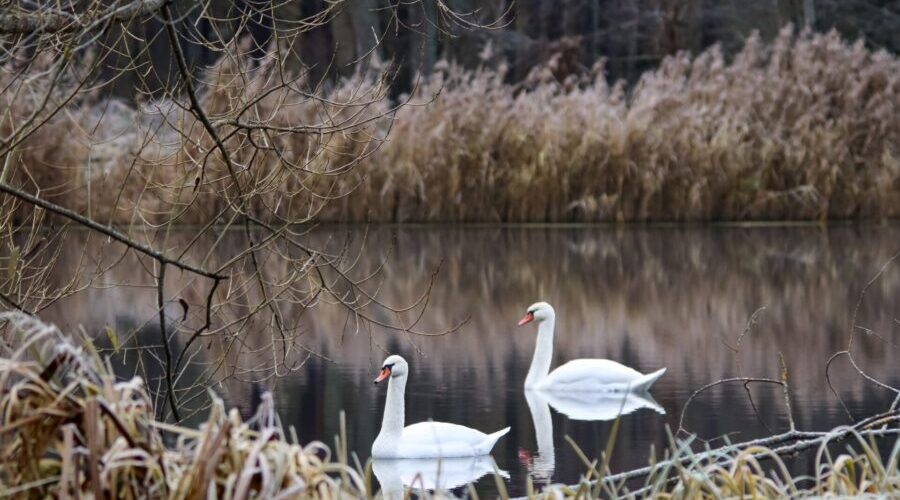 Жителям Трубчевского района — о белых лебедях, задержавшихся на Брянщине