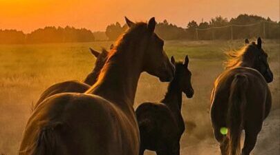 Трубчанка Елена Белоусова поделилась фотоисторией дружбы человека и лошадей
