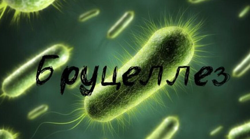 Специалисты Роспотребнадзора напомнили трубчанам о профилактике бруцеллеза