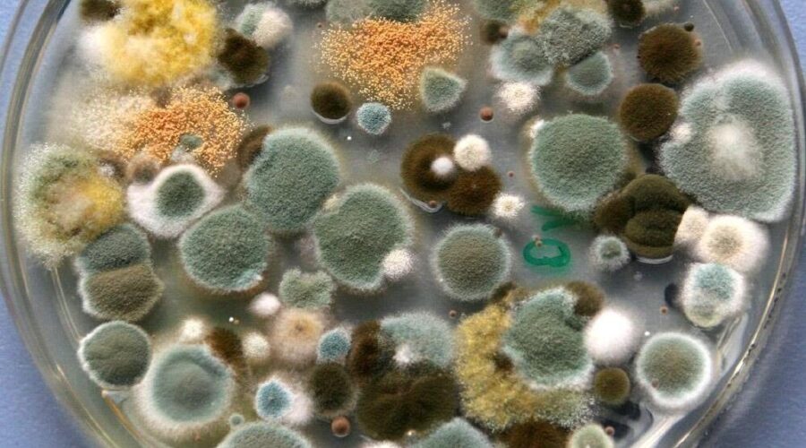 Трубчанам рассказали о том, чем опасна для человека плесень и как от нее избавиться