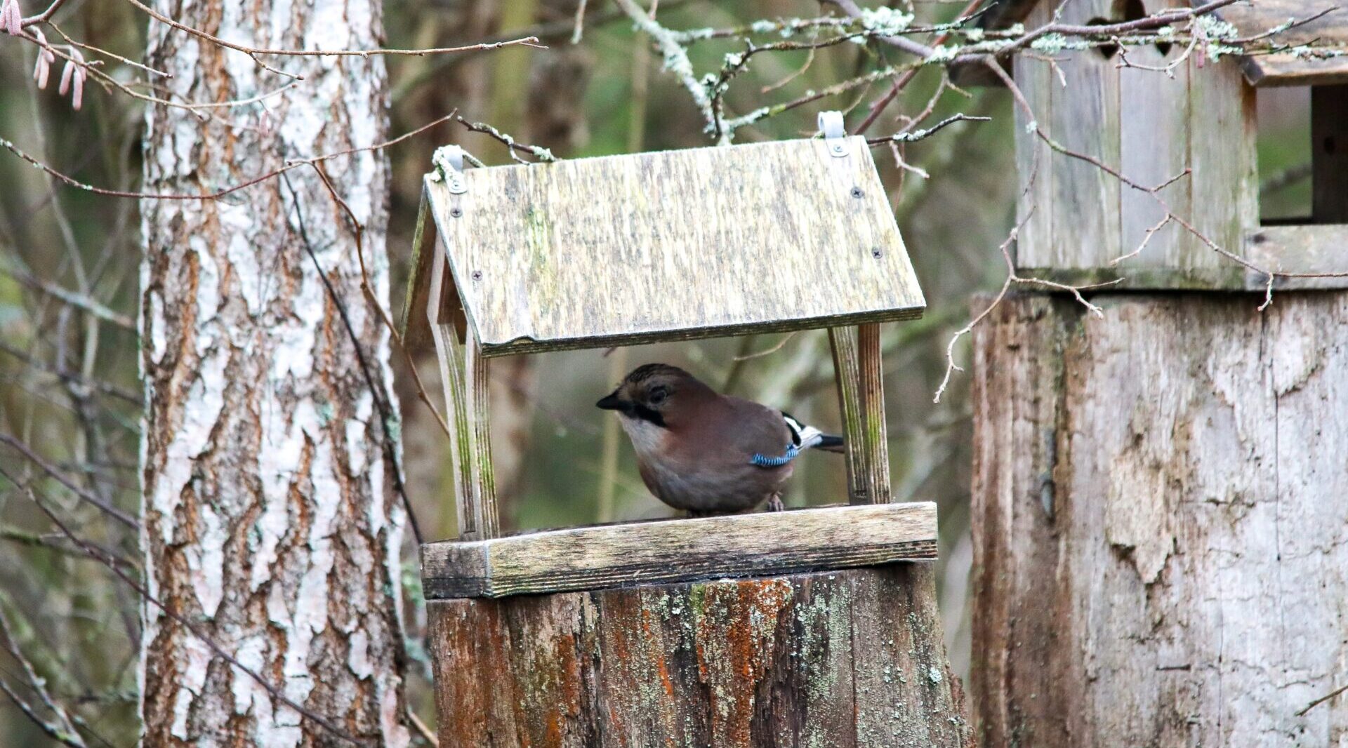 В Сойкин день трубчанам – о сойках