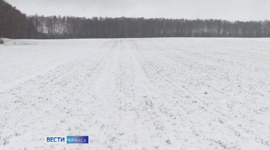 Брянские озимые встретили зиму в хорошем состоянии