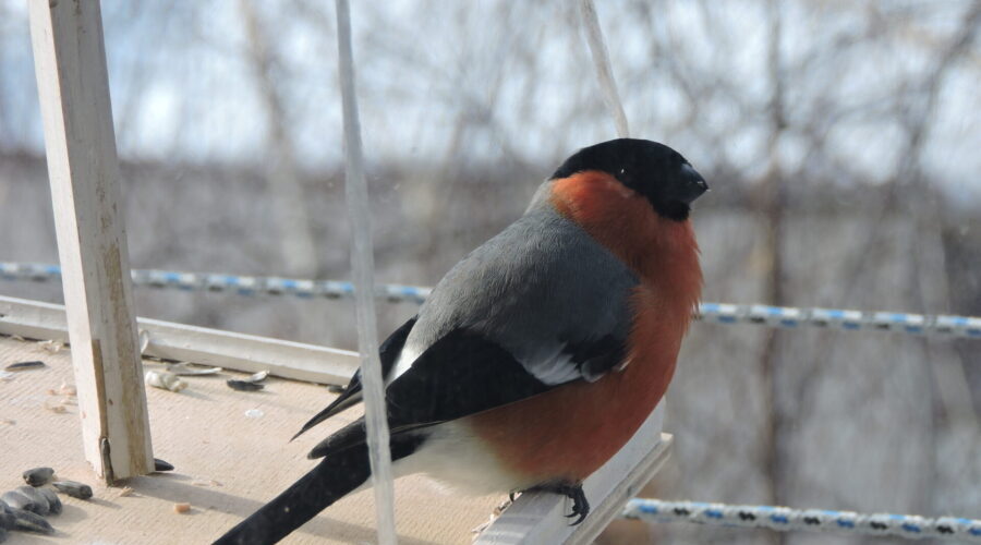 Итоги конкурса редакции «Крылатые друзья зимы»