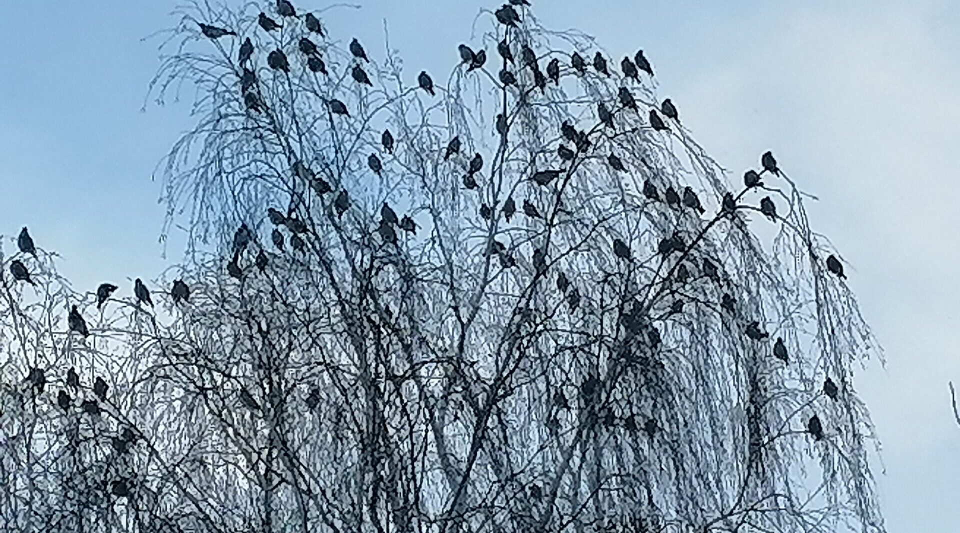 В Трубчевске появилась большая стая свиристелей
