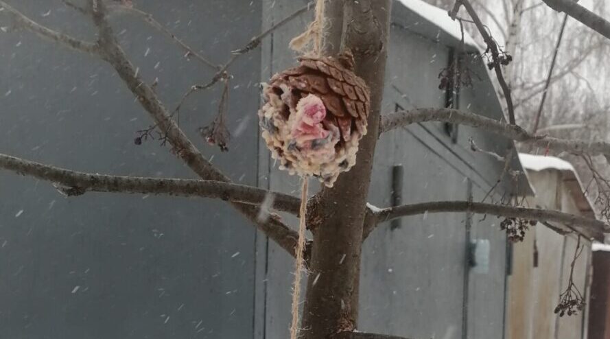 Делимся с трубчанами идеей, как своими руками сделать «вкусную» кормушку для птиц