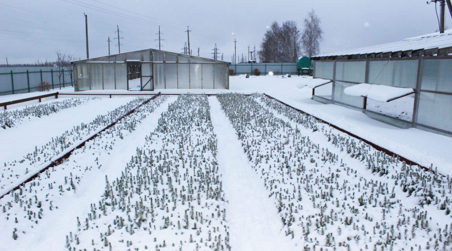 Реализация регионального проекта «Сохранение лесов» на Брянщине в 2026 году продолжится