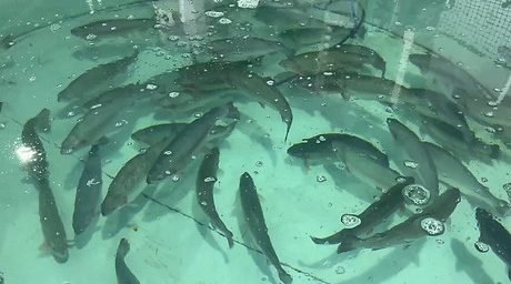 На акваферме «Александрия» реализуют проект по выращиванию осетра и форели