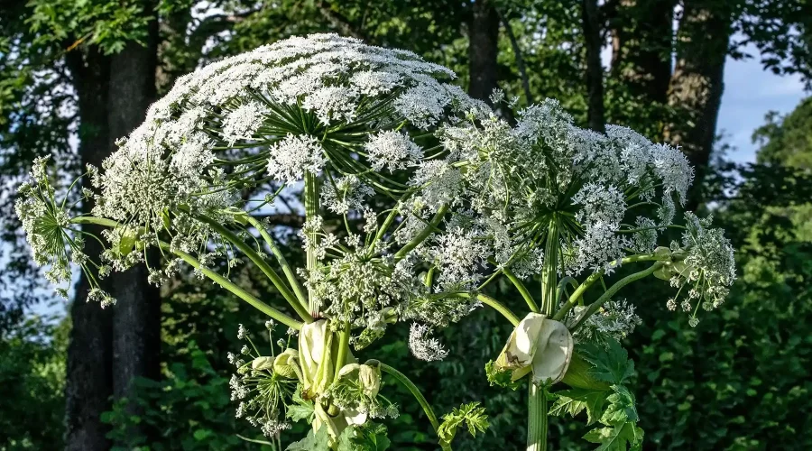 Трубчанам напомнили о требованиях по борьбе с борщевиком Сосновского