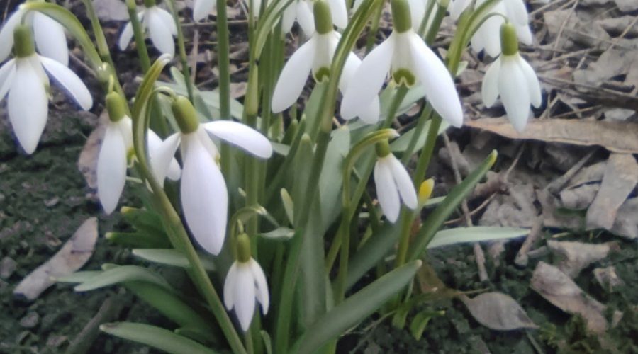 Читательниц «Земли трубчевской» поздравили с праздником Весны и красоты