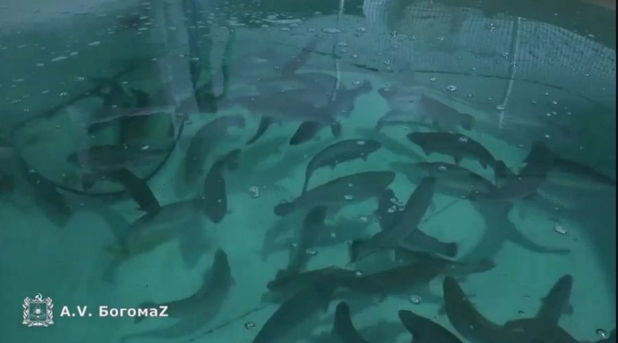 На брянском рыбоводческом предприятии разводят форель и осетров