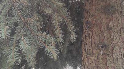 Свыше 1200 специалистов защитят брянские леса от огня