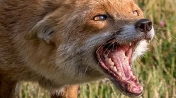 Специалисты Трубчевской райветстанции рассказали о мерах профилактики бешенства