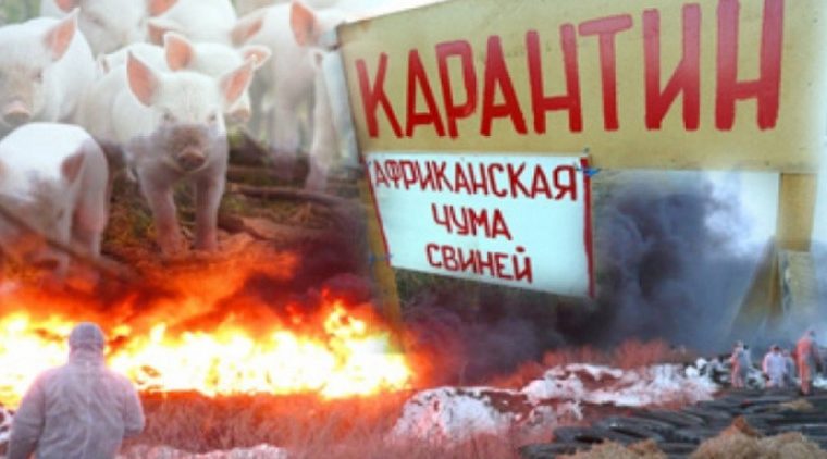 Трубчанам напомнили о мерах профилактики африканской чумы свиней